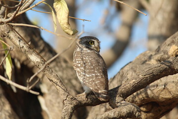 owl on branch
