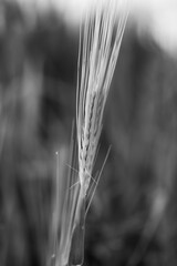 Kłos żyta, zboża wyizolowany z tła, zdjęcie obraz czarno-białe © Magdalena