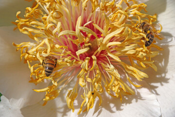 Fleurs de printemps et abeilles