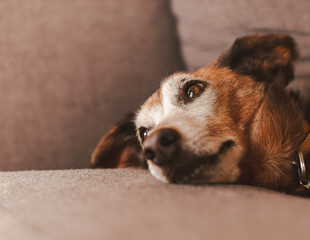 Brązowy pies leżący na szarej kanapie - obrazy, fototapety, plakaty