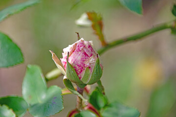 Rose de la roseraie du parc de la Tête d'Or, à Lyon