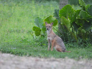 Golden Jackal