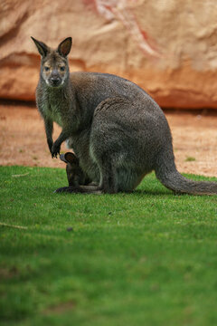 Red-necked Wallaby