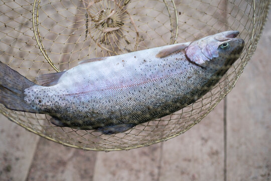 Trout fishing. Fish in the net