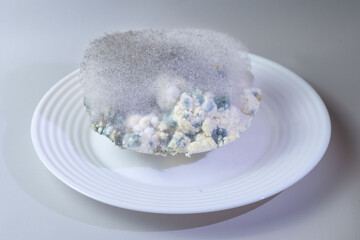 Different kinds of mold on a plate of cottage cheese. Spoiled product