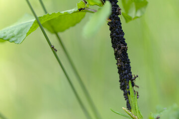 Colonie de pucerons sur tige élevée par des forumis Lasius niger