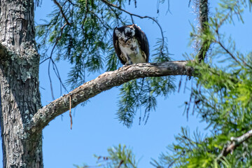 OSPREY PERCHED IN TREE