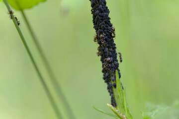 Colonie de pucerons sur tige élevée par des forumis Lasius niger