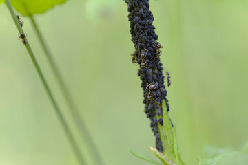 Naklejka premium Colonie de pucerons sur tige élevée par des forumis Lasius niger