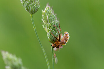 Champignon entomophage Entomophtora muscae ayant parasité tué un diptère Scatophaga stercoraria