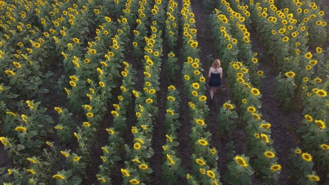 Chica joven rubia posando y riendo en un campo de girasoles a vista de drone