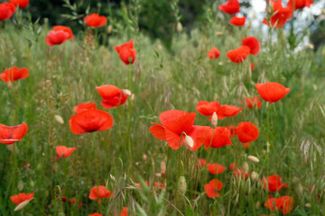 Fototapeta na wymiar Beautiful spring or summer natural view. Bright poppy field. A lot of poppy flowers on a green grass background. Empty space for your text or design. Template for business.