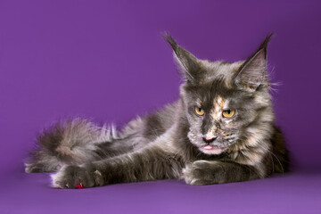 A grey maine coon cat on purple background.