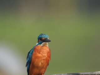 Kingfisher