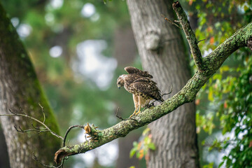 Cooper's Hawk