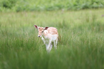 Fototapeta premium deer