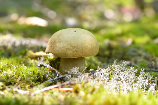 Boletus edulis. Edible mushroom boletus edulis known as penny bun in forest with blurred background