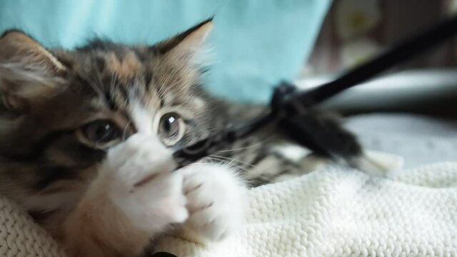 cute fluffy tricolor kitten plays with a string and gnaws at it.
