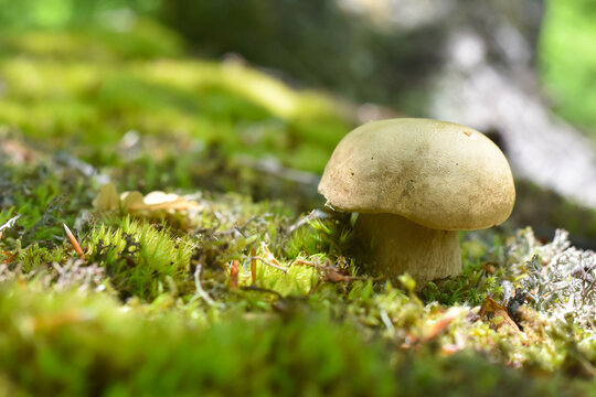 Boletus edulis. Edible mushroom boletus edulis known as penny bun in forest with blurred background