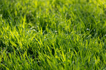 Green meadow or lawn useful as a grass background