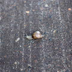 Snails in an early spring morning looking for moisture and nutrition
