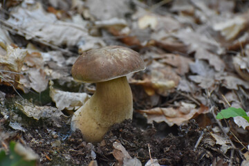 Boletus edulis. Edible mushroom boletus edulis known as penny bun in forest with blurred background