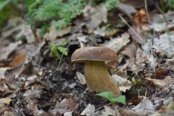 Boletus edulis. Edible mushroom boletus edulis known as penny bun in forest with blurred background