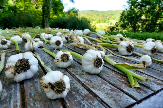 Home grown garlic bulbs laid out on a patio table and drying in the sun - hard neck and soft neck varieties

