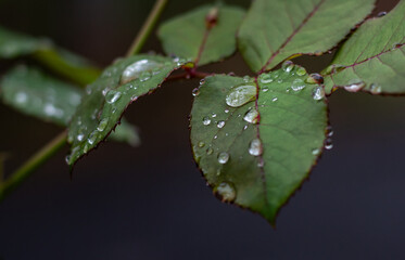 Pequenas e singelas gotas de água sobre folhas