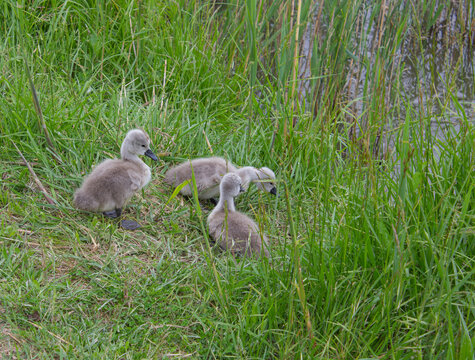 Three swan chicks on the path in the tall grass.