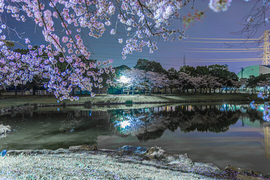 夜桜