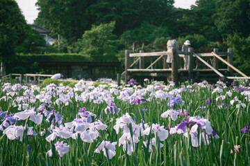 花しょうぶと人物