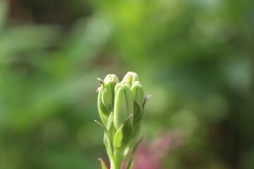 close-up lily bud
