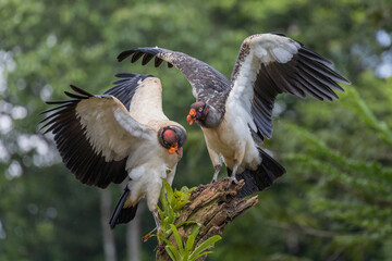 Two king vultures aggressively compete for a stunning perch against a green forest backdrop at...