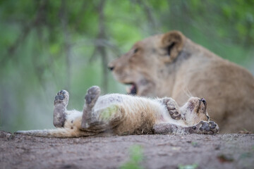 A lion cub, sleeping flat on its back, feet in the air  while Mom looks over him, out of focus in the background.  Sabi Sands, South Africa.