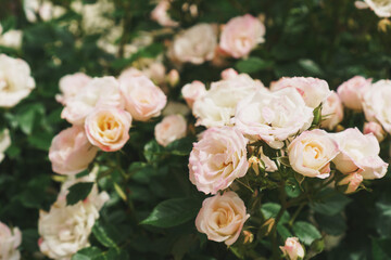 A bush with many small pink roses close-up in the garden. Pink rose bushes blooming on the road.
