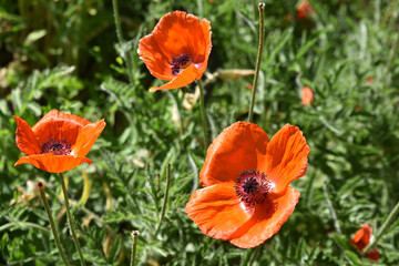 Fototapeta premium Pavot d'Orient rouge au printemps