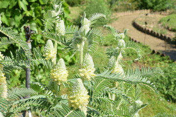 Astragalus alopecurus au jardin au printemps
