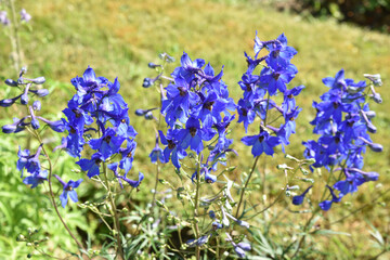 Delphinium bleu au printemps au jardin