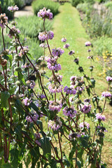 Phlomis tuberosa au jardin au printemps