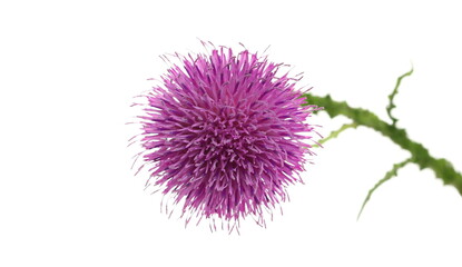 Pink burdock flower isolated on white background with clipping path, closeup