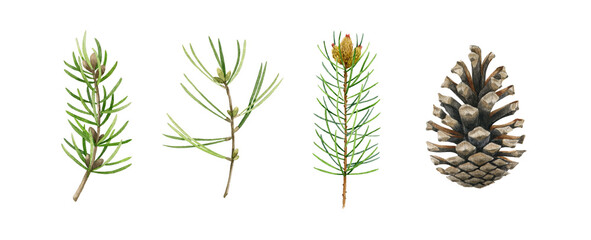 Pine, fir, conifer branch and cone set. Watercolor illustration. Hand drawn evergreen pine tree elements. Cone and needle fir tree collection. Traditional festive decor objects on white background - obrazy, fototapety, plakaty
