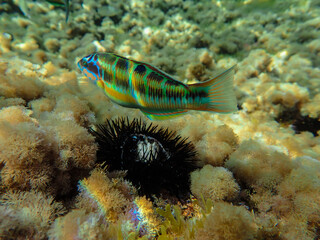 beautiful fish swimming underwater above sea urchin in the mediterranean sea, mediterranean fish eat mediterranean fish with bright colors