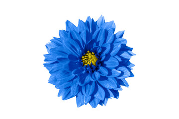 blue dahlia flower isolated on white