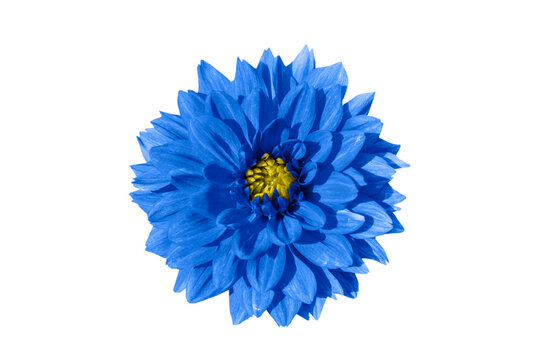 Blue Dahlia Flower Isolated On White