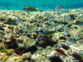 Fototapeta na wymiar A group of fish swimming over urchins and rocks in the Mediterranean Sea, Jijel Province, Algeria, the concept of Mediterranean cuisine and the diversity of marine life in it, Fish school.