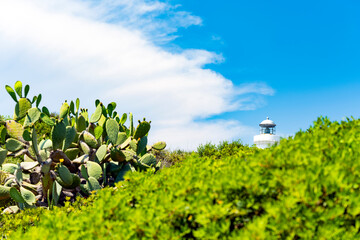 Stunning view a white lighthouse surrounded by a green vegetation during a beautiful sunny day....