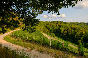 Fototapeta na wymiar Landschaft und Weinberge rings um den Weinort Castell, Landkreis Kitzingen, Unterfranken, Bayern, Deutschland