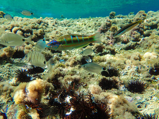 beautiful undersea world . mediterranean sea underwater . beautiful fish, Fish, mediterranean cuisine, underwater under the sea, marine animal