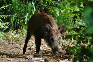 chinghiale selvaggio
